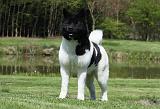 AKITA AMERICAIN 428